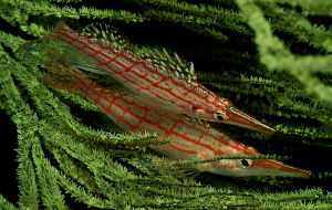 Pair of longnosed hawkfish. by Charles Wright 